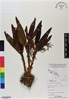 登錄號:BS07096藏品圖，第1張