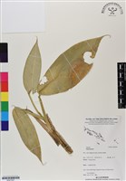 登錄號:BS07097藏品圖，第1張