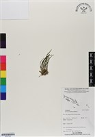 登錄號:BS07098藏品圖，第1張