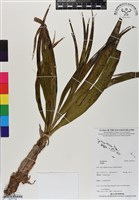 登錄號:BS07100藏品圖，第1張