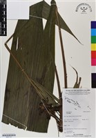 登錄號:BS07101藏品圖，第1張