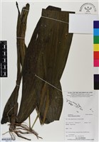 登錄號:BS07102藏品圖，第1張