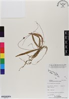 登錄號:BS07103藏品圖，第1張