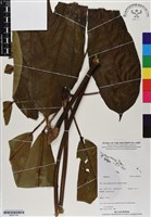 登錄號:BS07105藏品圖，第1張