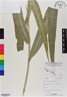 登錄號:BS07106藏品圖，第1張