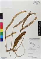 登錄號:BS07107藏品圖，第1張