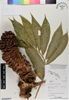 登錄號:BS07108藏品圖，第1張
