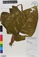 登錄號:BS07109藏品圖，第1張