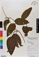 登錄號:BS07111藏品圖，第1張