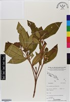 登錄號:BS07113藏品圖，第1張