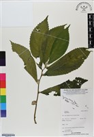 登錄號:BS07114藏品圖，第1張
