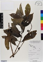 登錄號:BS07117藏品圖，第1張
