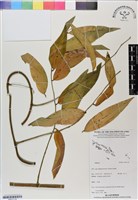 登錄號:BS07118藏品圖，第1張