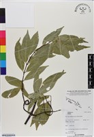 登錄號:BS07119藏品圖，第1張