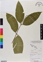 登錄號:BS07123藏品圖，第1張