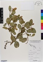 登錄號:BS07126藏品圖，第1張