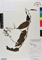 登錄號:BS07127藏品圖，第1張