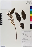 登錄號:BS07128藏品圖，第1張