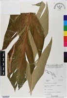 登錄號:BS07129藏品圖，第2張
