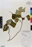 登錄號:BS07130藏品圖，第1張