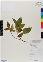 登錄號:BS07132藏品圖，第1張