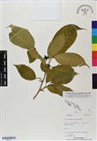 登錄號:BS07133藏品圖，第1張