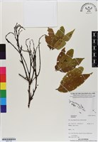 登錄號:BS07136藏品圖，第1張