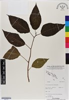登錄號:BS07137藏品圖，第1張