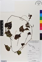 登錄號:BS07138藏品圖，第1張