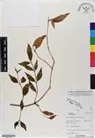 登錄號:BS07139藏品圖，第1張