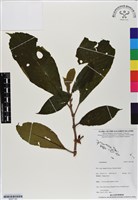 登錄號:BS07140藏品圖，第1張