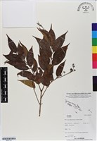登錄號:BS07141藏品圖，第1張