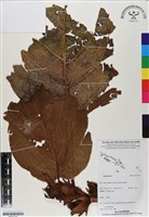 登錄號:BS07142藏品圖，第1張