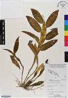登錄號:BS07143藏品圖，第1張