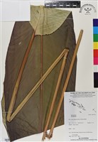 登錄號:BS07144藏品圖，第1張