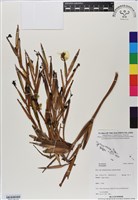 登錄號:BS07144藏品圖，第2張
