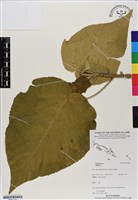 登錄號:BS07145藏品圖，第1張