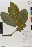 登錄號:BS07147藏品圖，第1張