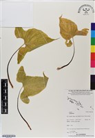 登錄號:BS07148藏品圖，第1張