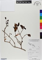 登錄號:BS07149藏品圖，第1張