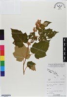 登錄號:BS07151藏品圖，第1張