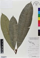 登錄號:BS07152藏品圖，第1張