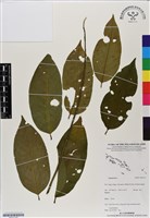 登錄號:BS07155藏品圖，第1張