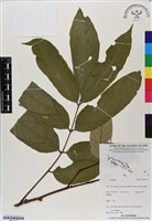 登錄號:BS07156藏品圖，第1張