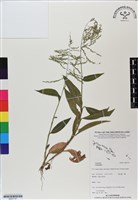 登錄號:BS07157藏品圖，第1張