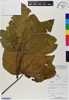 登錄號:BS07159藏品圖，第1張