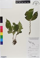 登錄號:BS07160藏品圖，第1張