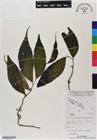 登錄號:BS07161藏品圖，第1張