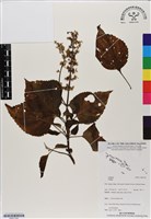 登錄號:BS07162藏品圖，第1張