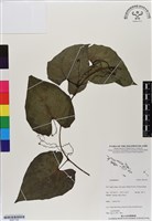 登錄號:BS07165藏品圖，第1張